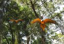 Dia da Ave: Foz do Iguaçu abriga um dos maiores parques de aves da América Latina Dia da Ave: Foz do Iguaçu abriga um dos maiores parques de aves da América Latina