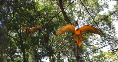 Dia da Ave: Foz do Iguaçu abriga um dos maiores parques de aves da América Latina Dia da Ave: Foz do Iguaçu abriga um dos maiores parques de aves da América Latina