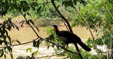 Parque das Aves receberá certificação de projeto de conservação no 30º Congresso da ALPZA, na Guatemala