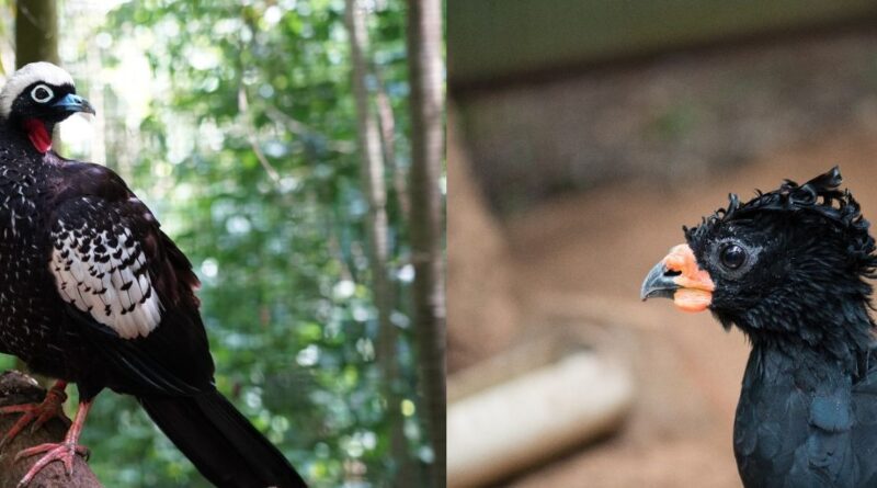 Especialistas brasileiros se reúnem no Parque das Aves para desenvolver estratégias de conservação para duas aves ameaçadas de extinção