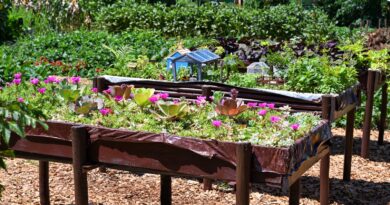 Itaipu incentiva o uso de plantas medicinais e PANCs com novo convênio no valor de R$ 1 milhão