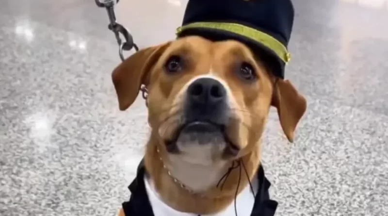 A cachorrinha resgatada é a mais nova funcionária do Aeroporto de Guarulhos