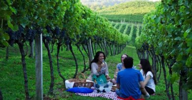 Vindima na Serra Gaúcha une tradição e recordes no enoturismo Vindima na Serra Gaúcha une tradição e recordes no enoturismo