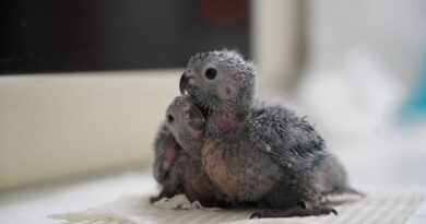 Parque das Aves registra nascimento de 14 periquitos cara-suja