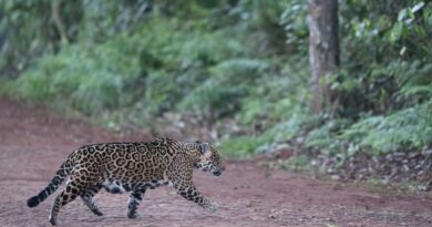 Parque Nacional do Iguaçu realiza monitoramento de felinos com fechamento pontual de trilhas