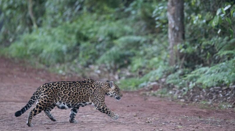 Parque Nacional do Iguaçu realiza monitoramento de felinos com fechamento pontual de trilhas