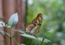 Parque das Aves promove ação educativa no Dia Internacional das Borboletas
