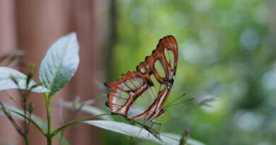 Parque das Aves promove ação educativa no Dia Internacional das Borboletas Parque das Aves promove ação educativa no Dia Internacional das Borboletas