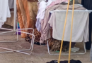 Onça-pintada é capturada em quintal de casa em Foz do Iguaçu