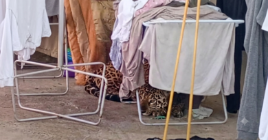 Onça-pintada é capturada em quintal de casa em Foz do Iguaçu