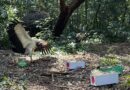 Urubu “escolhe” Brasil no Parque das Aves