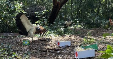 Urubu “escolhe” Brasil no Parque das Aves