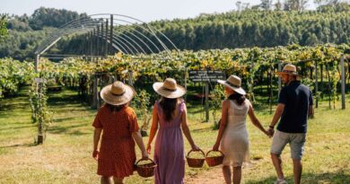 Região Uva e Vinho na Serra Gaúcha consolida enoturismo com experiências para toda a família Região Uva e Vinho na Serra Gaúcha consolida enoturismo com experiências para toda a família