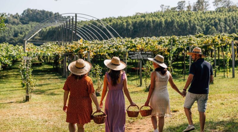 Região Uva e Vinho na Serra Gaúcha consolida enoturismo com experiências para toda a família Região Uva e Vinho na Serra Gaúcha consolida enoturismo com experiências para toda a família