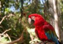 Parque das Aves registra crescimento da visitação e alcança melhor semestre da história Parque das Aves registra crescimento da visitação e alcança melhor semestre da história
