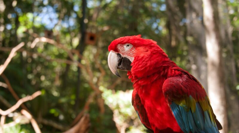 Parque das Aves registra crescimento da visitação e alcança melhor semestre da história Parque das Aves registra crescimento da visitação e alcança melhor semestre da história