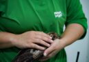 Parque das Aves realiza transplante de penas em ave resgatada Parque das Aves realiza transplante de penas em ave resgatada