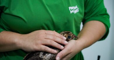 Parque das Aves realiza transplante de penas em ave resgatada