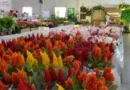 Ecoflores reúne mais de 300 espécies de plantas e promove ações solidárias em Foz do Iguaçu Ecoflores reúne mais de 300 espécies de plantas e promove ações solidárias em Foz do Iguaçu