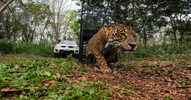 Onça-pintada resgatada em área urbana de Foz do Iguaçu retorna à floresta no Parque Nacional do Iguaçu Onça-pintada resgatada em área urbana de Foz do Iguaçu retorna à floresta no Parque Nacional do Iguaçu