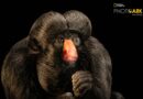 Zoo Park Foz recebe fotos de cuxiú ameaçado de extinção que serão publicadas na National Geographic Zoo Park Foz recebe fotos de cuxiú ameaçado de extinção que serão publicadas na National Geographic