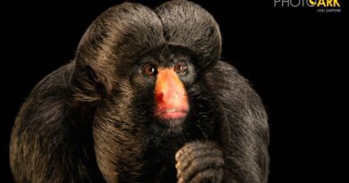 Zoo Park Foz recebe fotos de cuxiú ameaçado de extinção que serão publicadas na National Geographic
