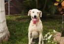 No Dia dos Pais, cachorrinha completa um ano de adoção por hotel em Curitiba No Dia dos Pais, cachorrinha completa um ano de adoção por hotel em Curitiba