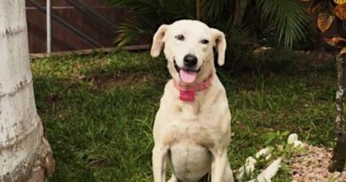 No Dia dos Pais, cachorrinha completa um ano de adoção por hotel em Curitiba No Dia dos Pais, cachorrinha completa um ano de adoção por hotel em Curitiba