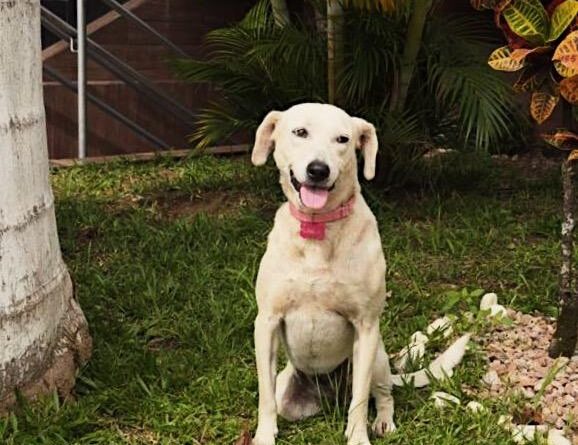 No Dia dos Pais, cachorrinha completa um ano de adoção por hotel em Curitiba No Dia dos Pais, cachorrinha completa um ano de adoção por hotel em Curitiba