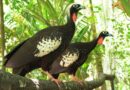 Quatro jacutingas nascidas em Foz do Iguaçu vão para São Paulo em etapa de preparação antes da soltura Quatro jacutingas nascidas em Foz do Iguaçu vão para São Paulo em etapa de preparação antes da soltura
