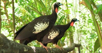 Quatro jacutingas nascidas em Foz do Iguaçu vão para São Paulo em etapa de preparação antes da soltura Quatro jacutingas nascidas em Foz do Iguaçu vão para São Paulo em etapa de preparação antes da soltura