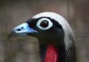 Jacutingas criadas no Parque das Aves reforçam população da espécie na Mata Atlântica