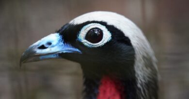 Jacutingas criadas no Parque das Aves reforçam população da espécie na Mata Atlântica Jacutingas criadas no Parque das Aves reforçam população da espécie na Mata Atlântica