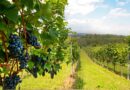Chile e Argentina revelam a diversidade dos grandes vinhos sul-americanos para o inverno Chile e Argentina revelam a diversidade dos grandes vinhos sul-americanos para o inverno