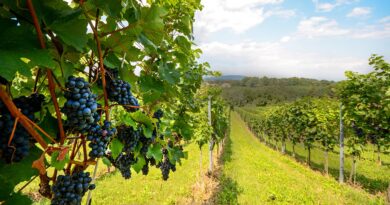 Chile e Argentina revelam a diversidade dos grandes vinhos sul-americanos para o inverno Chile e Argentina revelam a diversidade dos grandes vinhos sul-americanos para o inverno