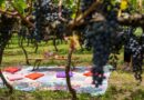 Altitude e clima frio impulsionam a produção de vinhos na Serra Catarinense Altitude e clima frio impulsionam a produção de vinhos na Serra Catarinense