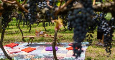Altitude e clima frio impulsionam a produção de vinhos na Serra Catarinense