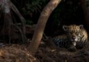 Debate sobre a convivência entre pessoas e fauna silvestre ganha espaço no Parque Nacional do Iguaçu
