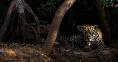 Debate sobre a convivência entre pessoas e fauna silvestre ganha espaço no Parque Nacional do Iguaçu Debate sobre a convivência entre pessoas e fauna silvestre ganha espaço no Parque Nacional do Iguaçu