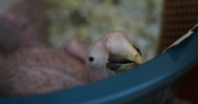 Parque das Aves segue acompanhando filhotes apreendidos pela Receita Federal Parque das Aves segue acompanhando filhotes apreendidos pela Receita Federal