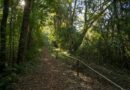 Duas trilhas do Parque Nacional do Iguaçu estão interditadas para monitoramento de fauna