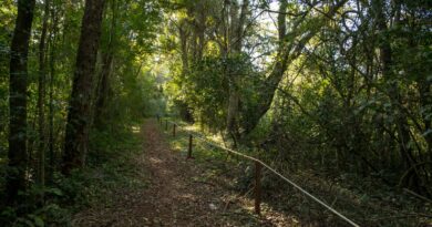 Duas trilhas do Parque Nacional do Iguaçu estão interditadas para monitoramento de fauna