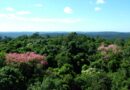 Primavera nas Cataratas: estação renova a paisagem e intensifica a vida no Parque Nacional do Iguaçu Primavera nas Cataratas: estação renova a paisagem e intensifica a vida no Parque Nacional do Iguaçu