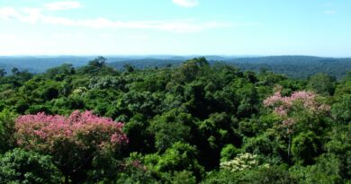 Primavera nas Cataratas: estação renova a paisagem e intensifica a vida no Parque Nacional do Iguaçu Primavera nas Cataratas: estação renova a paisagem e intensifica a vida no Parque Nacional do Iguaçu