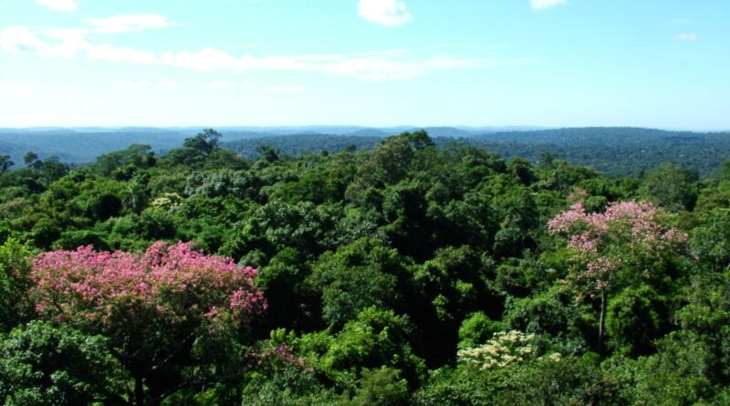 Primavera nas Cataratas: estação renova a paisagem e intensifica a vida no Parque Nacional do Iguaçu