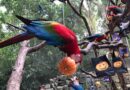 Parque das Aves prepara Halloween com atividades temáticas Parque das Aves prepara Halloween com atividades temáticas