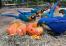 Últimos dias: Parque das Aves oferece entrada gratuita para moradores de Foz do Iguaçu até 31 de outubro