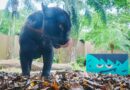 Animais do Refúgio Biológico da Itaipu entram no clima do Dia do Saci e Halloween