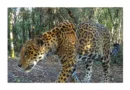 Onça-pintada é registrada no Parque Nacional do Iguaçu e recebe nome em guarani