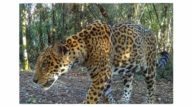 Onça-pintada é registrada no Parque Nacional do Iguaçu e recebe nome em guarani Onça-pintada é registrada no Parque Nacional do Iguaçu e recebe nome em guarani